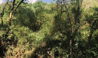 Imóvel 2615761 [''] - ['Rua Ana Mariga Begotto, s/nº'] [''] - ['Erechim']/['RS'] - 1