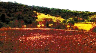 Imóvel 2463262 [''] - ['Fazenda Córrego D´anta, S/nº - denominado Fazenda Mata - Zona Rural - Mineiros / GO'] [''] - ['Mineiros']/['GO'] - 1