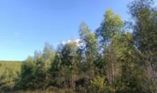 Imóvel 2624064 [''] - ['Povoado Catu da Sucupira'] [''] - ['Itapicuru']/['BA'] - 1