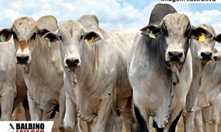 Imóvel 2772965 [''] - ['Linha Cachimbo II, Travessão 07, Lote 106, Sítio Sidim, Zona Rural, Peixoto de Azevedo, MT'] [''] - ['Peixoto De Azevedo']/['MT'] - 1