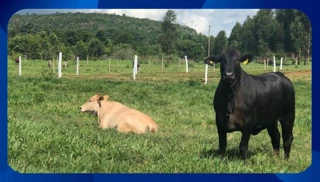 Imóvel 2634366 [''] - [', SN'] [''] - ['Presidente Bernardes']/['SP'] - 1