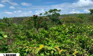 Imóvel 2565567 [''] - [', Tesouro, MT'] [''] - ['Tesouro']/['MT'] - 1