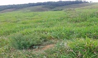 Imóvel 2862067 [''] - ['Fazenda Boa Esperança, Distrito de Torreões - Juiz de Fora/MG'] [''] - ['Juiz De Fora']/['MG'] - 1