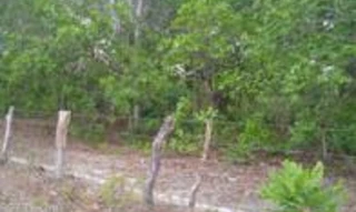 Imóvel 2689869 [''] - ['Fazenda Umburana'] [''] - ['São Desidério']/['BA'] - 1