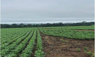 Imóvel 2690573 [''] - ['Estranha Vacinal ( Gleba Nhandu ), s/nº - Sítio Santa Maria - Lote n° 346 - Zona Rural - Novo Mundo / MT'] [''] - ['Novo Mundo']/['MT'] - 1