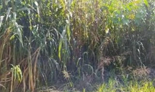 Imóvel 2507173 [''] - ['Loteamento Lago Dourado 02, Lote 7, Quadra 4'] [''] - ['Cruzeiro Do Iguaçu']/['PR'] - 1