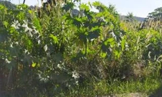 Imóvel 2509573 [''] - ['Lote n. 8, quadra n. 1, Loteamento Lago Dourado 02'] [''] - ['Cruzeiro Do Iguaçu']/['PR'] - 1