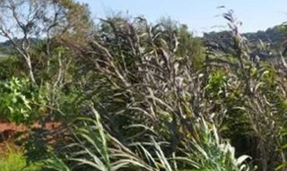 Imóvel 2507174 [''] - ['Lote n. 8, Quadra n. 4, Loteamento Lago Dourado 02'] [''] - ['Cruzeiro Do Iguaçu']/['PR'] - 1