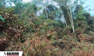 Imóvel 2736675 [''] - ['Rua dos Pinho, Quadra 02, Lote 12, Santa Rosa, Brasnorte, MT'] [''] - ['Brasnorte']/['MT'] - 1