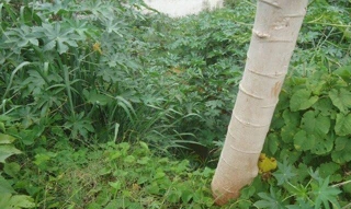 Imóvel 2655376 [''] - ['Rua Leonides Ferreira'] ['Parque das Industrias'] - ['Londrina']/['PR'] - 1