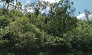 Imóvel 2527277 [''] - ['Gleba D do imóvel Arroio Bonito, Pinhão/PR'] [''] - ['Pinhão']/['PR'] - 1