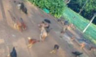 Imóvel 2736278 [''] - ['Fazenda Bebedouro ou Dos Americanos'] ['Zona Rural'] - ['Montes Claros De Goiás']/['GO'] - 1