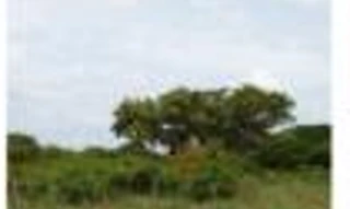 Imóvel 2723079 [''] - ['Parte do lote nº 66, denominação "Chácara Sossego"'] [''] - ['Lagoa Da Confusão']/['TO'] - 1