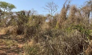 Imóvel 2615179 [''] - ['Gleba 11 - parcela remanescente, Sítio São Sebastião, Zona Rural, 17167899'] [''] - ['Arealva']/['SP'] - 1