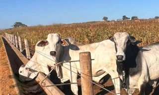 Imóvel 2739181 [''] - ['com endereço profissional Rua 13 de maio, n. 252,'] [''] - ['Torixoréu']/['MT'] - 1