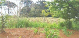 Imóvel 2390282 [''] - ['Linha Cará, Interior de Caçador/SC/'] [''] - ['Caçador']/['SC'] - 1