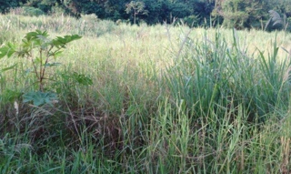 Imóvel 2655282 [''] - ['Rua 21'] ['Heimtal'] - ['Londrina']/['PR'] - 1