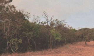 Imóvel 2808284 [''] - ['FAZENDA CACHOEIRA- SANTO ANTÔNIO ESMERIL, DENOMIDADO RECANTO'] [''] - ['Patrocínio']/['MG'] - 1