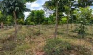 Imóvel 2536685 [''] - ['Gleba Rosana, parte do lote 71 e 72, Secção B'] [''] - ['Rosana']/['SP'] - 1