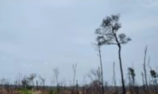 Imóvel 2714585 [''] - ['Fazenda c/ 286,4495ha, Lote rural nº. 36, Setor Manoa, Gleba 17, Projeto Fundiário Alto Madeira'] [''] - ['Porto Velho']/['RO'] - 1