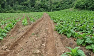 Imóvel 2527186 [''] - ['Linha Frei Clemente'] [''] - ['Barros Cassal']/['RS'] - 1