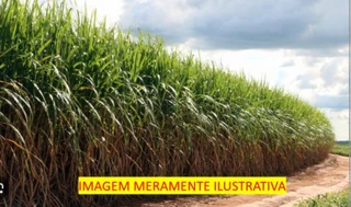 Imóvel 2585887 [''] - ['Fazenda Zumbi, rodovia PB - O41, no sentido SAPÉ - CAPIM'] [''] - ['Sapé']/['PB'] - 1