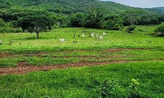 Imóvel 2736687 [''] - ['FAZENDA FUNDÃO- PRÓXIMO ÀS MARGENS DA REPRESA DE CAPIM BRANCO E A APROXIMADAMENTE 15 KM DE DISTÂNCIA DO ÁTRIO DO FÓRUM, PRÓXIMO À CAPELA DO FUNDÃO'] [''] - ['Araguari']/['MG'] - 1