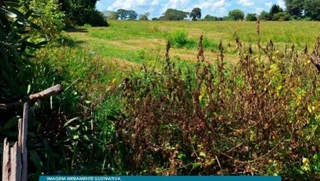 Imóvel 2495788 [''] - ['Cardoso, SP'] [''] - ['Cardoso']/['SP'] - 1