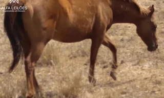 Imóvel 2598688 [''] - ['Rua Rio Grande do Norte, 1436'] [''] - ['São João Das Missões']/['MG'] - 1