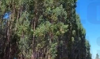 Imóvel 2775289 [''] - ['FAZENDA - Gleba de terras com 163,96 ha'] [''] - ['Silvânia']/['GO'] - 1