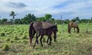 Imóvel 2823792 [''] - ['Zona Rural, S/N'] [''] - ['Barra']/['BA'] - 1