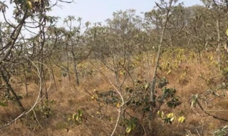 Imóvel 2741292 [''] - ['Serra do Pião, - Zona rural São Thomé das Letras - MG'] [''] - ['São Thomé Das Letras']/['MG'] - 1