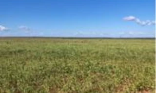 Imóvel 2692292 [''] - ['Fazenda Monte Claro I, Nova Ubiratã'] [''] - ['Nova Ubiratã']/['MT'] - 1