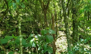 Imóvel 2529793 [''] - ['Linha Costa do Rio Pardo'] [''] - ['Gramado Xavier']/['RS'] - 1