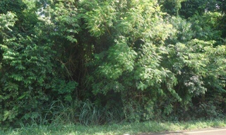 Imóvel 2364095 [''] - ['BR-369'] [''] - ['Londrina']/['PR'] - 1