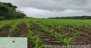 Imóvel 2837697 [''] - ['Acesso pela ERS-323 saindo da cidade de Jaboticaba em direção para Pinhal ao lado esquerdo da via conforme coordenada geográfica Lat-27.575548 Long-53.279551. Está localizado na Linha Alto Xaxim, Jaboticaba/RS'] [''] - ['Jaboticaba']/['RS'] - 1
