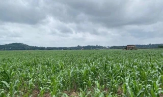 Imóvel 2768098 [''] - ['92HV+8WW Cruzeiro do Sul, Rio Grande do Sul, Brasil'] [''] - ['Cruzeiro Do Sul']/['RS'] - 1