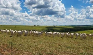 Imóvel 2682999 [''] - ['Rodovia BR 153, s/n - Km 230 Norte - Fazenda Continental - Área Rural de Getulina - Getulina / SP'] [''] - ['Getulina']/['SP'] - 1