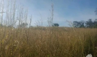 Imóvel 2503899 [''] - ['Município de Brasilândia, - Brasilândia de Minas - MG'] [''] - ['Brasilândia De Minas']/['MG'] - 1