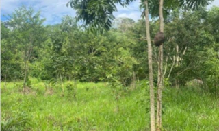 Imóvel 2610299 [''] - ['Linha 08, região do km 15/22, Setor Serra Grande'] [''] - ['Costa Marques']/['RO'] - 1